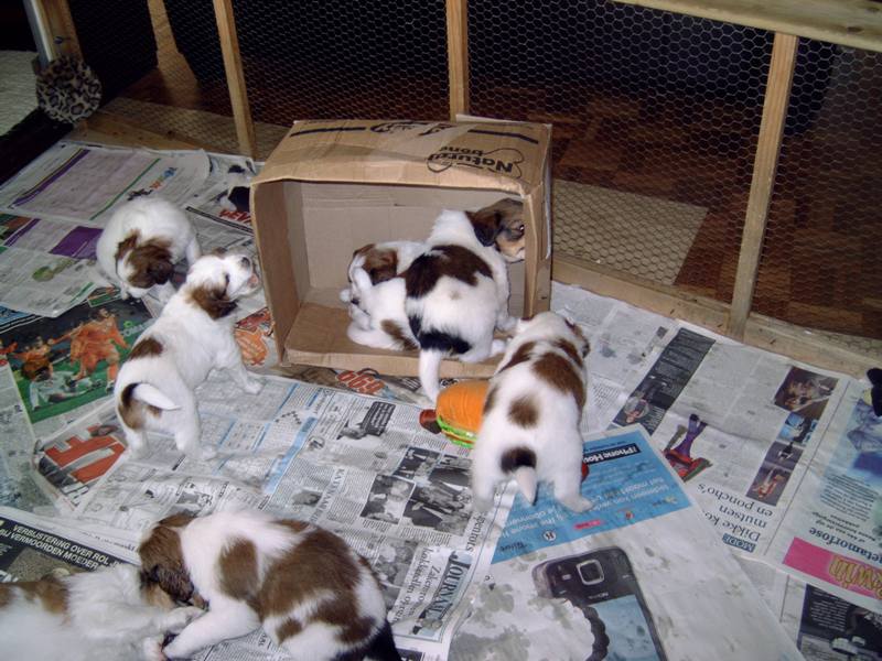 Puppies